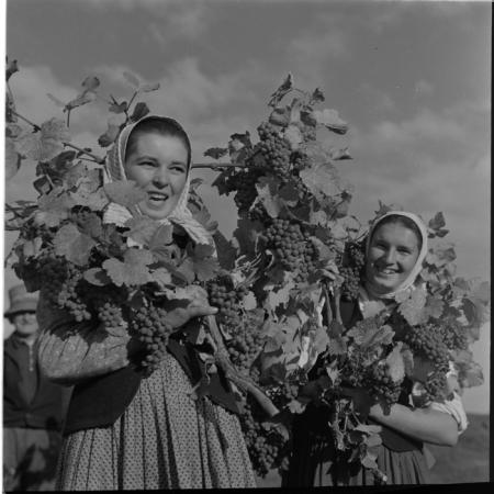 minerva_deak_f_c1_agrar-130