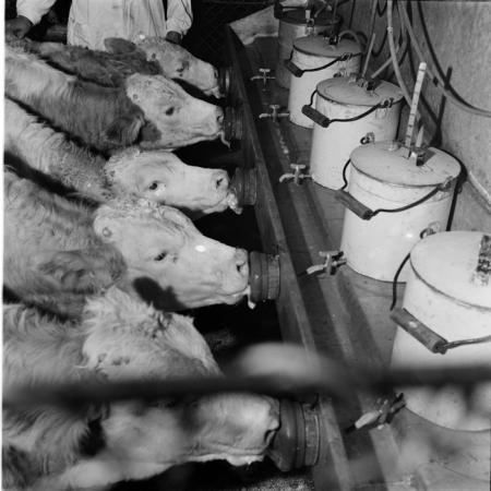 minerva_deak_f_c1_agrar-151