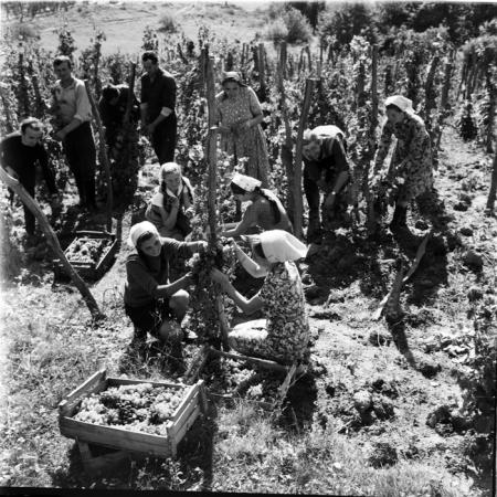 minerva_deak_f_c1_agrar-189