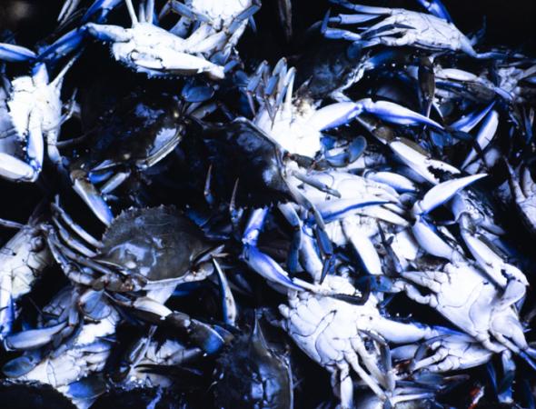 minerva_deak_f_c3_s2_49_1983_aug_freeport-005