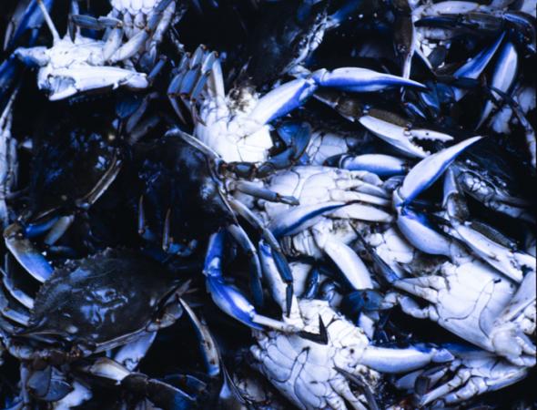 minerva_deak_f_c3_s2_49_1983_aug_freeport-006