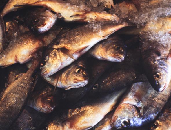 minerva_deak_f_c3_s2_49_1983_aug_freeport-009