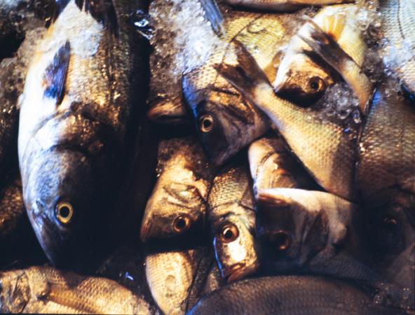 minerva_deak_f_c3_s2_50_1983_aug_freeport-005