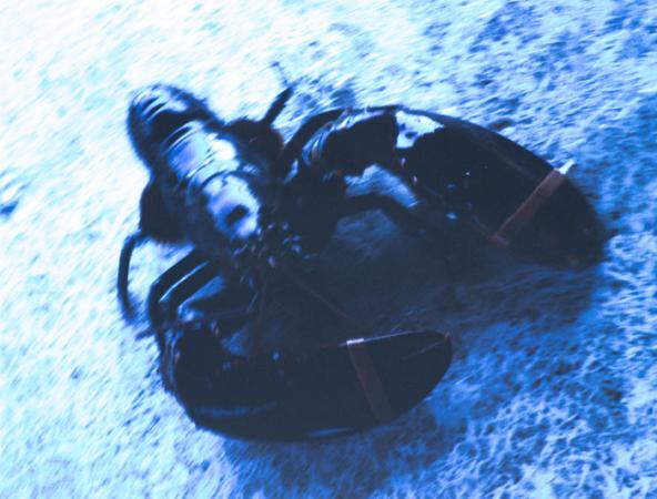 minerva_deak_f_c3_s2_50_1983_aug_freeport-010