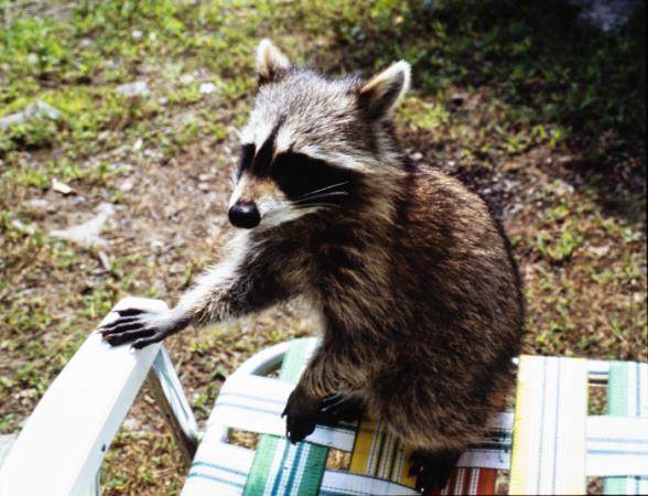 minerva_deak_f_c3_s2_52_1983_aug_bert_mt-004