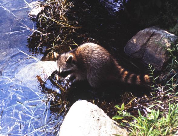 minerva_deak_f_c3_s2_52_1983_aug_bert_mt-014