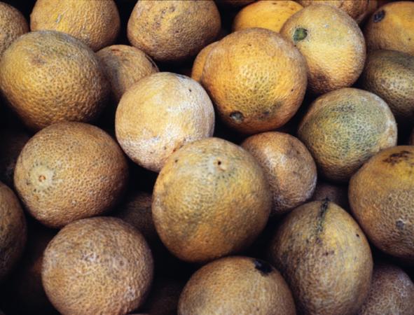 minerva_deak_f_c3_s2_53_1983_aug_gyümölcsök-004