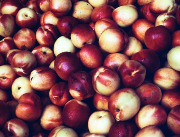 minerva_deak_f_c3_s2_53_1983_aug_gyümölcsök-007