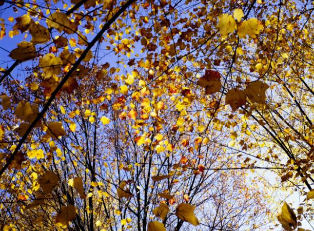 minerva_deak_f_c3_s3_76-009