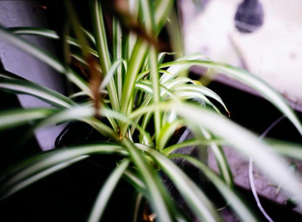 minerva_deak_f_c3_s3_76-013