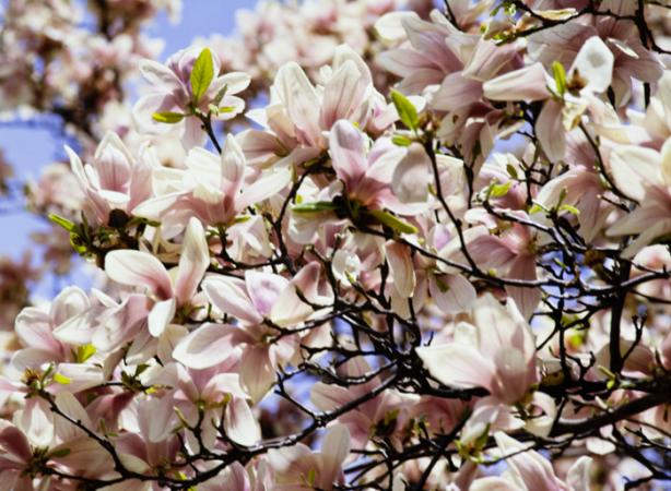 minerva_deak_f_c3_s3_78-011