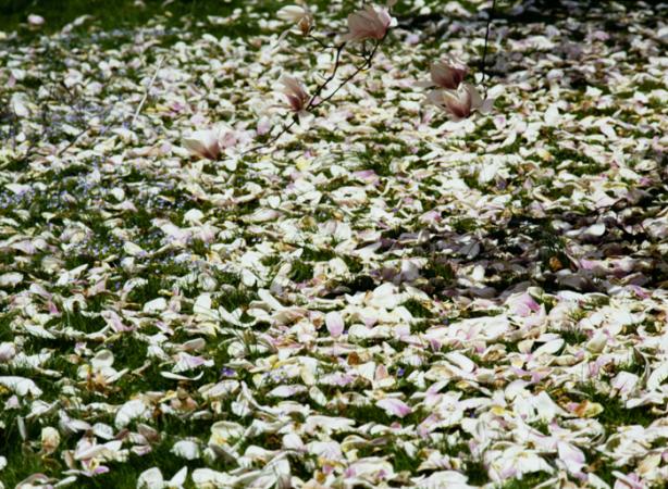 minerva_deak_f_c3_s3_78-012