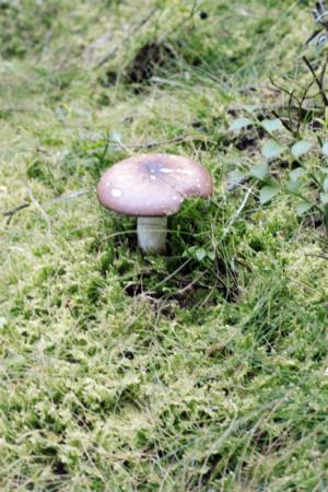 minerva_deak_f_c4_s1_120_1980_aug_cluj_019