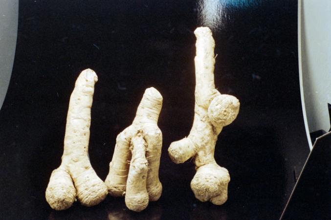 minerva_deak_f_c6_s1_275_1989-011