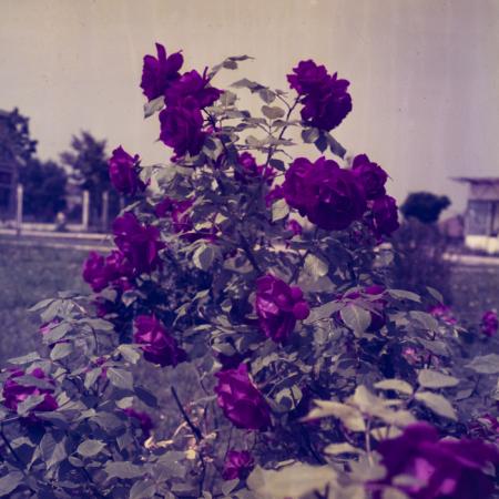 minerva_dn_1969_356_orasul_victoria_005