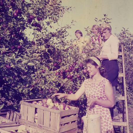 minerva_dn_1969_386_cules_de_mere_0014