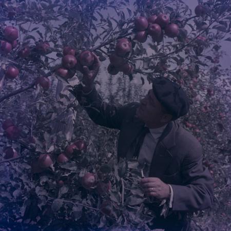 minerva_dn_1969_386_cules_de_mere_0050