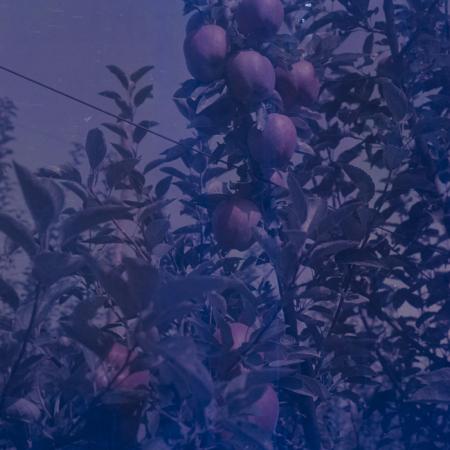 minerva_dn_1969_386_cules_de_mere_0051