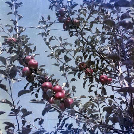 minerva_dn_1969_388_toso_arkosi_035