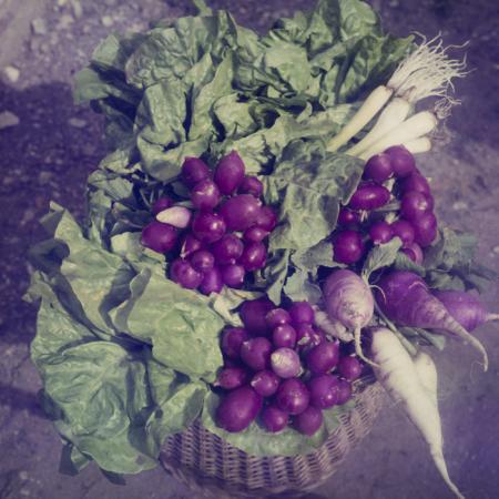 minerva_dn_1971_520_expo_71_bucuresti_zarzavaturi_006