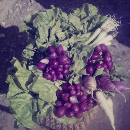 minerva_dn_1971_520_expo_71_bucuresti_zarzavaturi_007