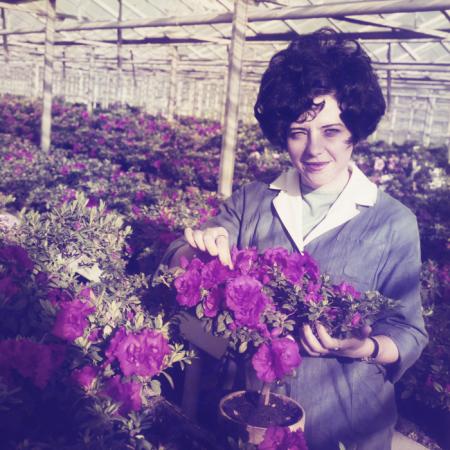 minerva_dn_1972_526_statiunea_experimentala_cluj_palocsai_002