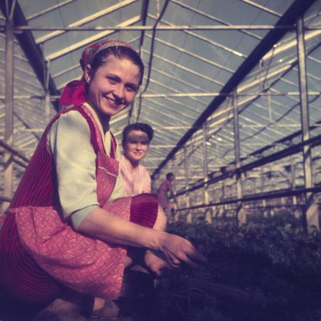 minerva_dn_1972_529_cap_acatari_001-2