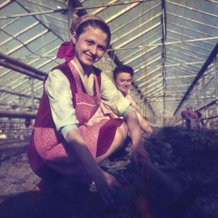 minerva_dn_1972_529_cap_acatari_004-2