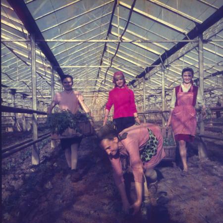 minerva_dn_1972_529_cap_acatari_007