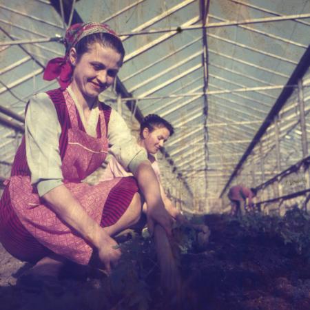 minerva_dn_1972_529_cap_acatari_010