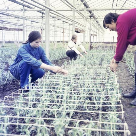 minerva_dn_1973_608_cap_tg_secuiesc_001