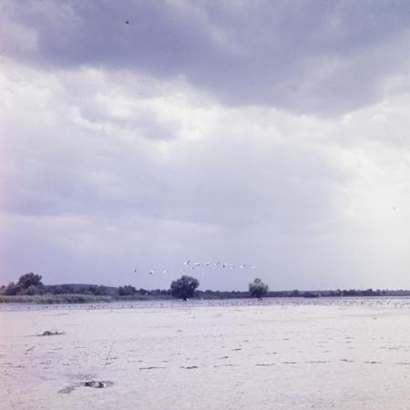 minerva_dn_1973_654_delta_lacul_murighiol_cap_comuna_murighiol_camping_rate_pelicani0010