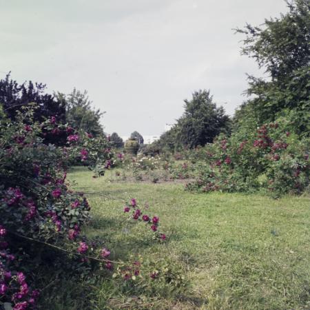 minerva_dn_1973_657_aspecte_braila_001