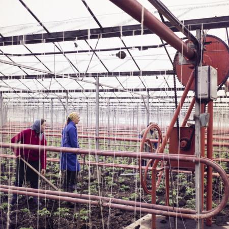 minerva_dn_1974_690_c.a.p_szalonta_015