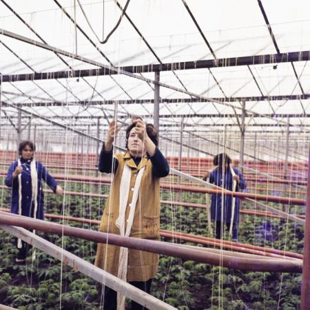 minerva_dn_1974_690_c.a.p_szalonta_017