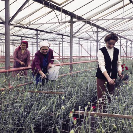 minerva_dn_1974_690_c.a.p_szalonta_020