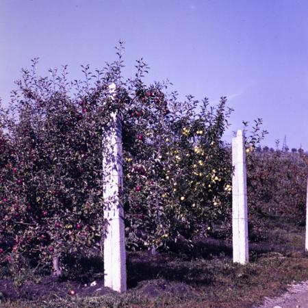 minerva_dn_1976_1982_cules_de_mere_007