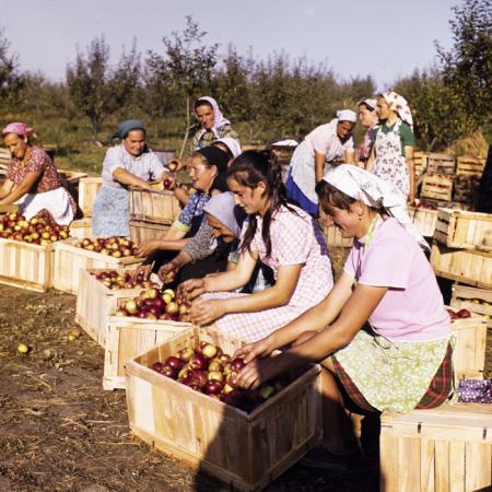 minerva_dn_1976_1982_cules_de_mere_012