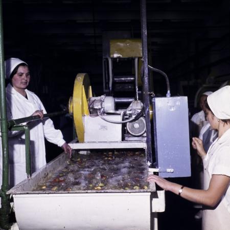 minerva_dn_1977_2244_conzerve_de_fructe_si_legume_dej002