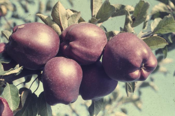 minerva_dn_1977_2253_pictorita_0032