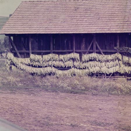 minerva_dn_1977_2256_flori_de_curte_trandafiri_etc_004