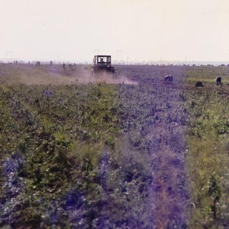 minerva_dn_1977_2257_cap_tarlungeni_jud_brasov_012