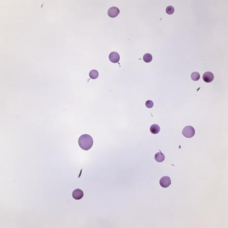 minerva_dn_1977_2261_23_august_la_cluj_napoca_008