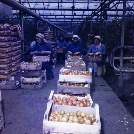 minerva_dn_1978_2365_c_a_p_jimbolia_002