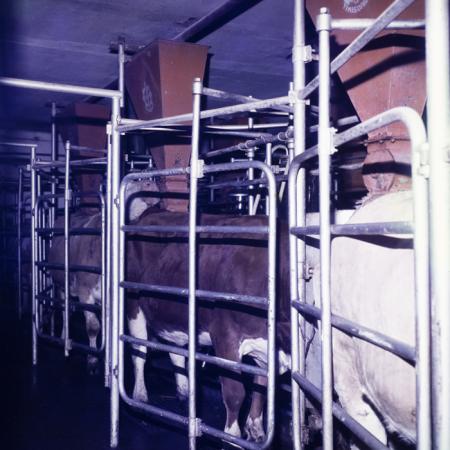 minerva_dn_1978_2365_c_a_p_jimbolia_003