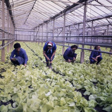 minerva_dn_1979_2379_cap_acatari_002