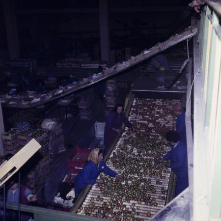 minerva_dn_1979_2398_craiova_salcuta_005