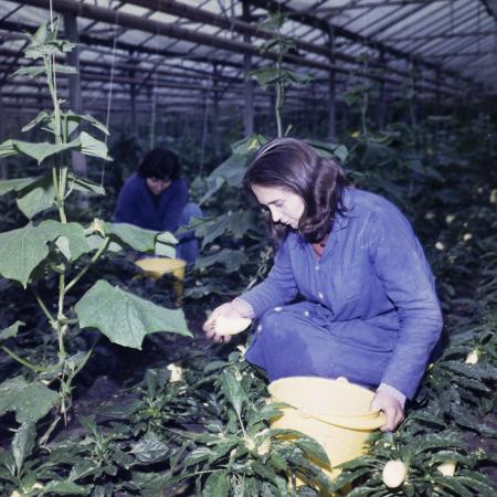 minerva_dn_1979_2398_craiova_salcuta_006