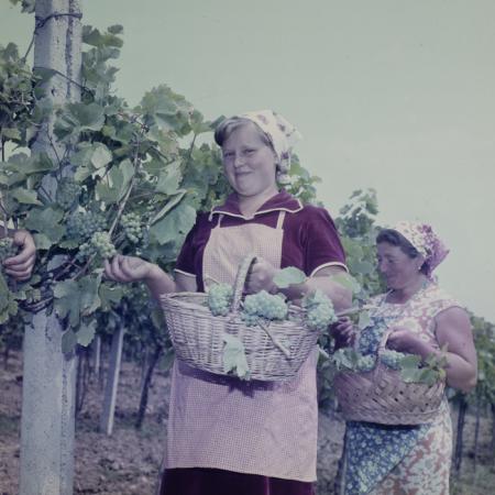 minerva_dn_1979_2421_comuna_corostelec_judetul_salaj_003