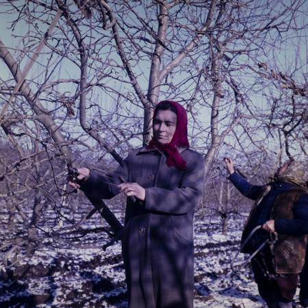 minerva_dn_1979_2447_com_reteag_jud_bistrita_nasaud_004